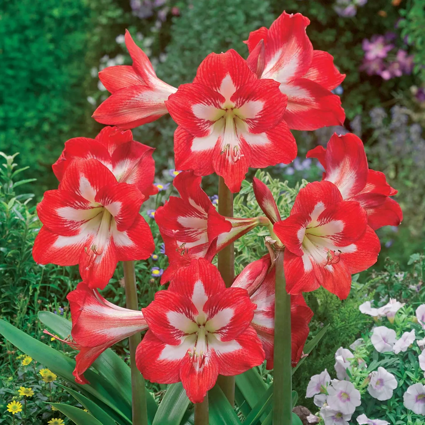 Garten-Amaryllis Sonatini Eye Catcher (x3) - Rotes Feuerwerk im Beet