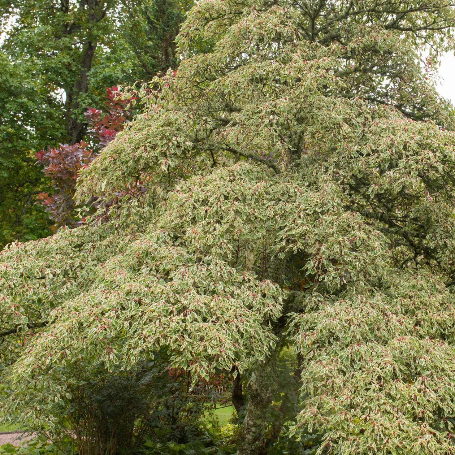 Gartenbambus, Pagoden-Hartriegel, Fächerahorn (x3) - Asiatisches Ambiente