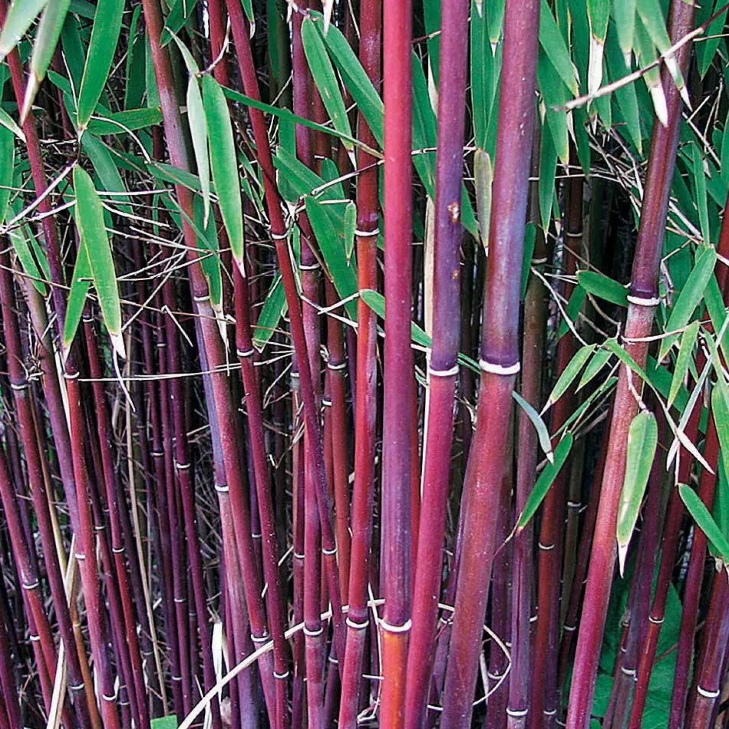 Gartenbambus, Pagoden-Hartriegel, Fächerahorn (x3) - Asiatisches Ambiente