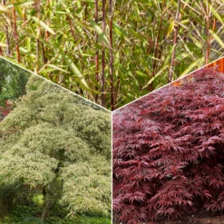 Gartenbambus, Pagoden-Hartriegel, Fächerahorn (x3) - Asiatisches Ambiente