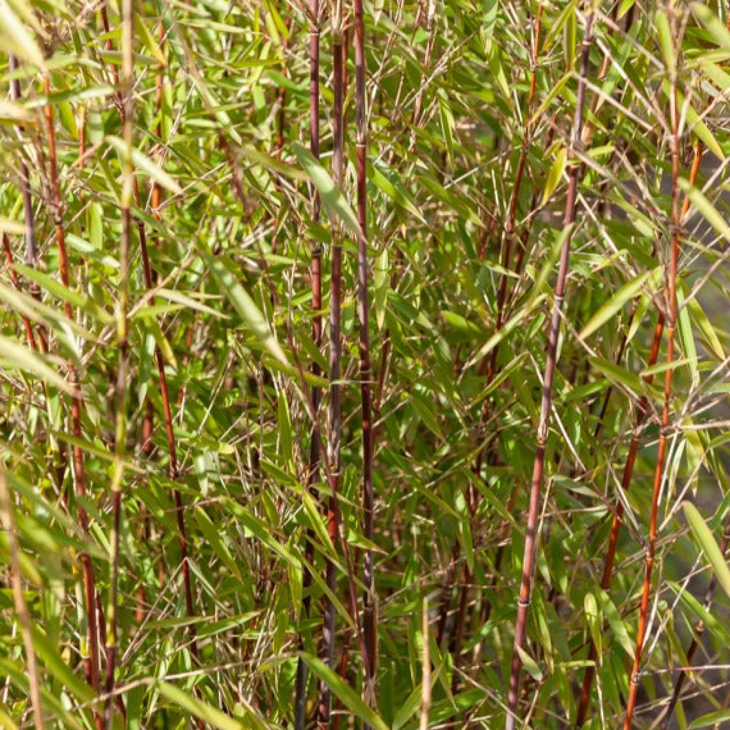Gartenbambus, Pagoden-Hartriegel, Fächerahorn (x3) - Asiatisches Ambiente