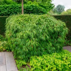 Gartenbambus - Sichtschutz in Rekordzeit