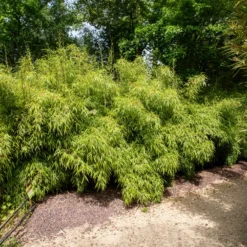 Gartenbambus - Sichtschutz in Rekordzeit