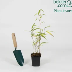Gartenbambus - Sichtschutz in Rekordzeit