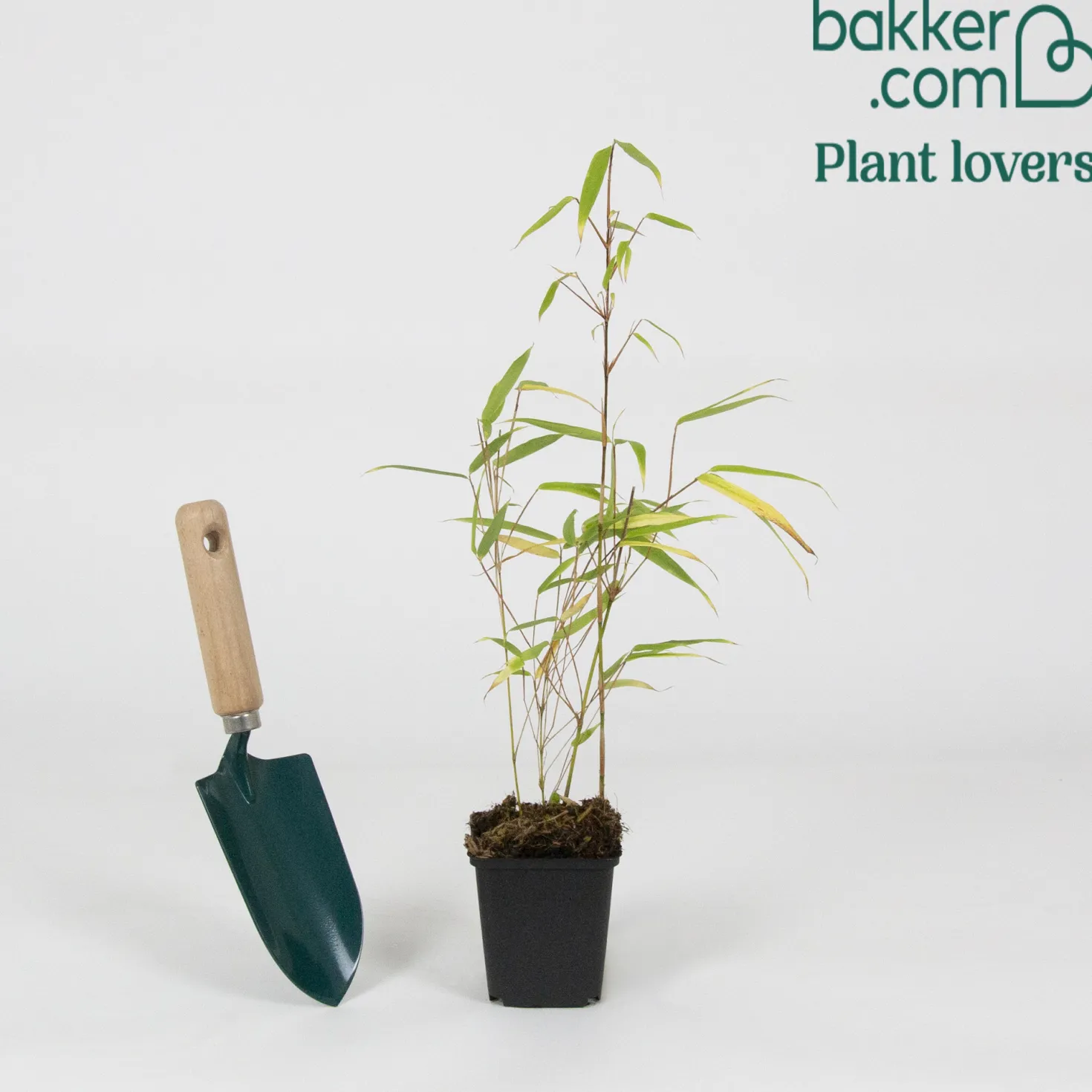 Gartenbambus - Sichtschutz in Rekordzeit