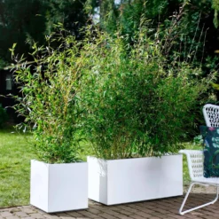 Gartenbambus - Sichtschutz in Rekordzeit