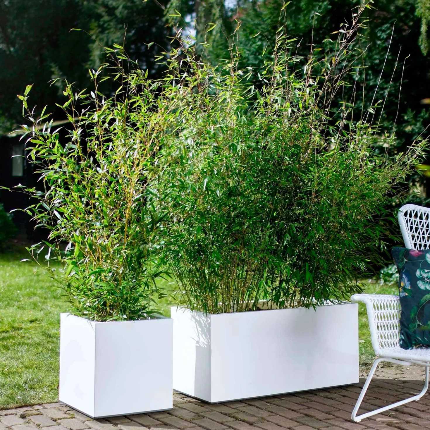 Gartenbambus - Sichtschutz in Rekordzeit