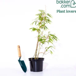 Gartenbambus - Sichtschutz in Rekordzeit