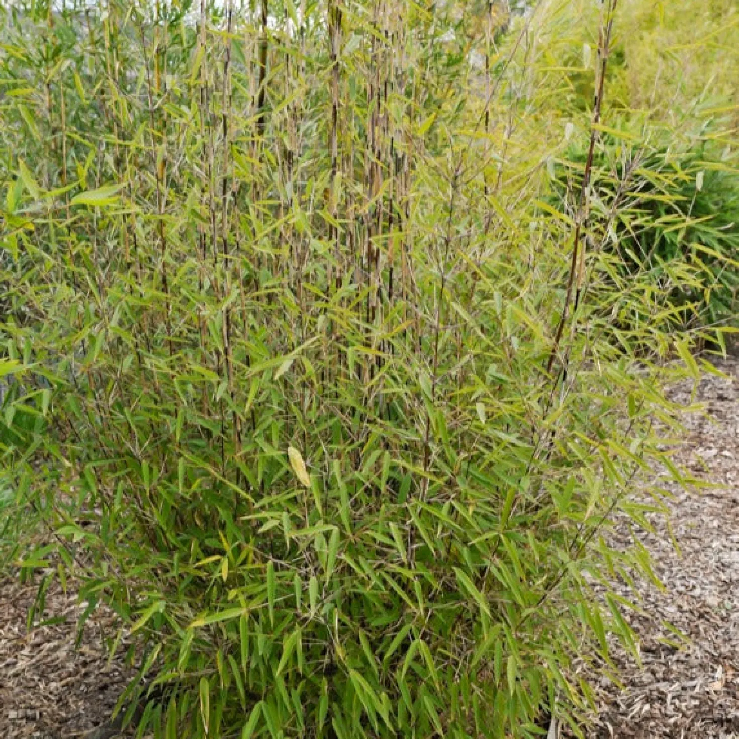 Gartenbambus 'Volcano' - Sichtschutz in Rekordzeit