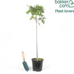 Garteneibisch auf Stamm blau - Blaue Blüten wie ein Baum