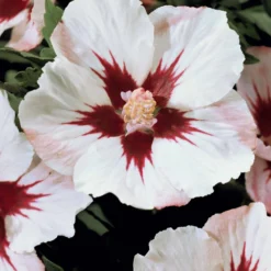 Garteneibisch auf Stamm weiß-rot - Baumform mit Sommerblüten