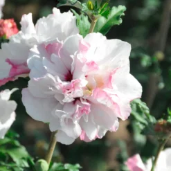 Garteneibisch French Cabaret® Pastel - Gefüllte Blüten bis Oktober