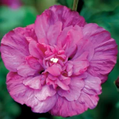 Garteneibisch Magenta Chiffon - Fuchsiafarbene Sommerblüten