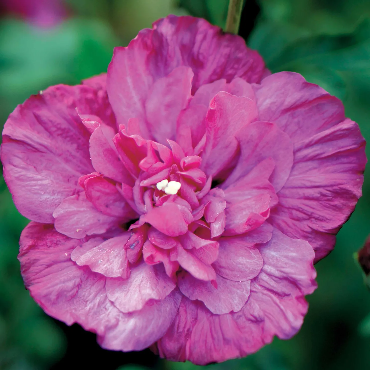 Garteneibisch Magenta Chiffon - Fuchsiafarbene Sommerblüten