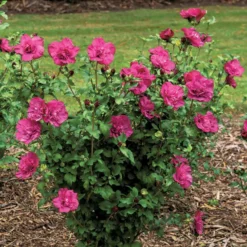 Garteneibisch Magenta Chiffon - Fuchsiafarbene Sommerblüten