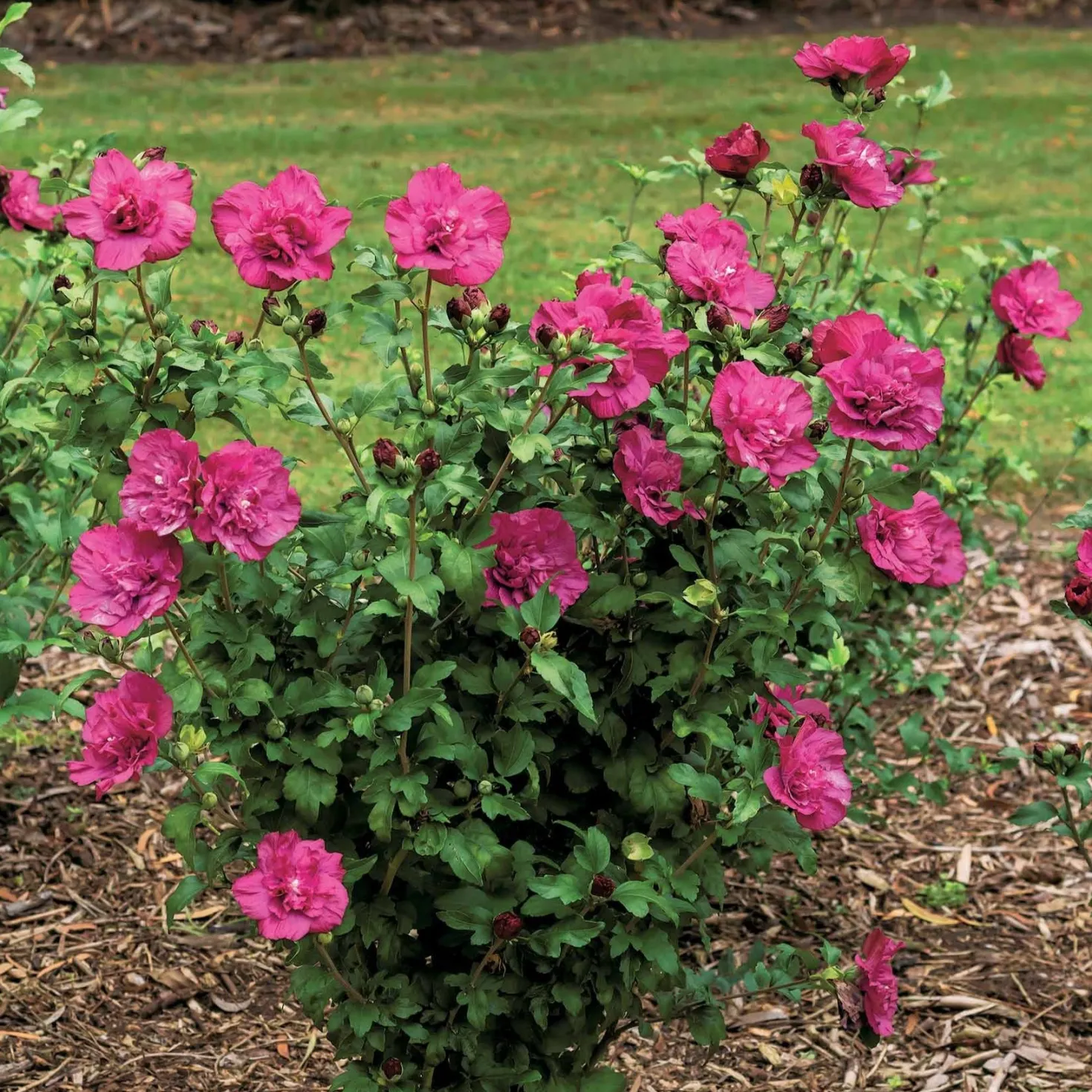 Garteneibisch Magenta Chiffon - Fuchsiafarbene Sommerblüten