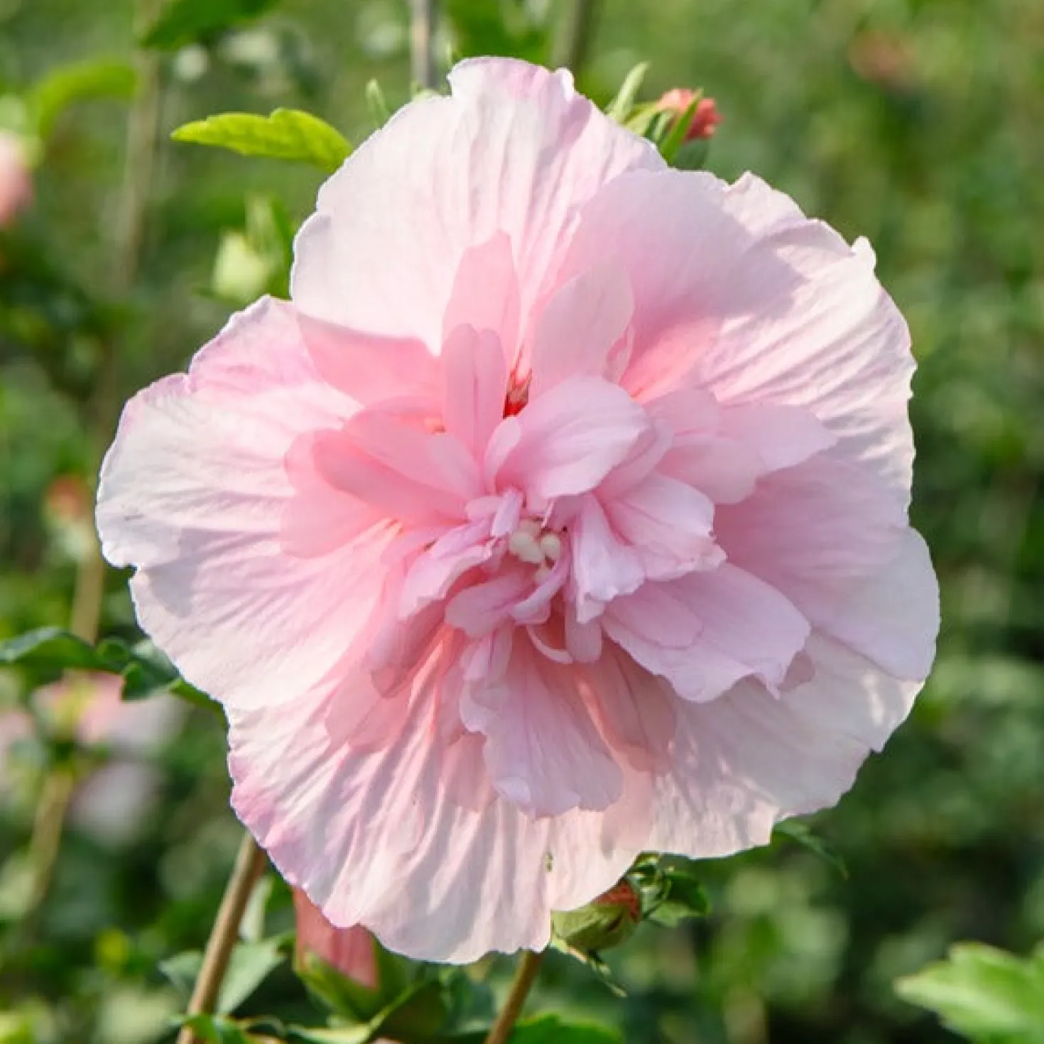 Garteneibisch ‘Pink Chiffon’ - Rosa Blüten den ganzen Sommer