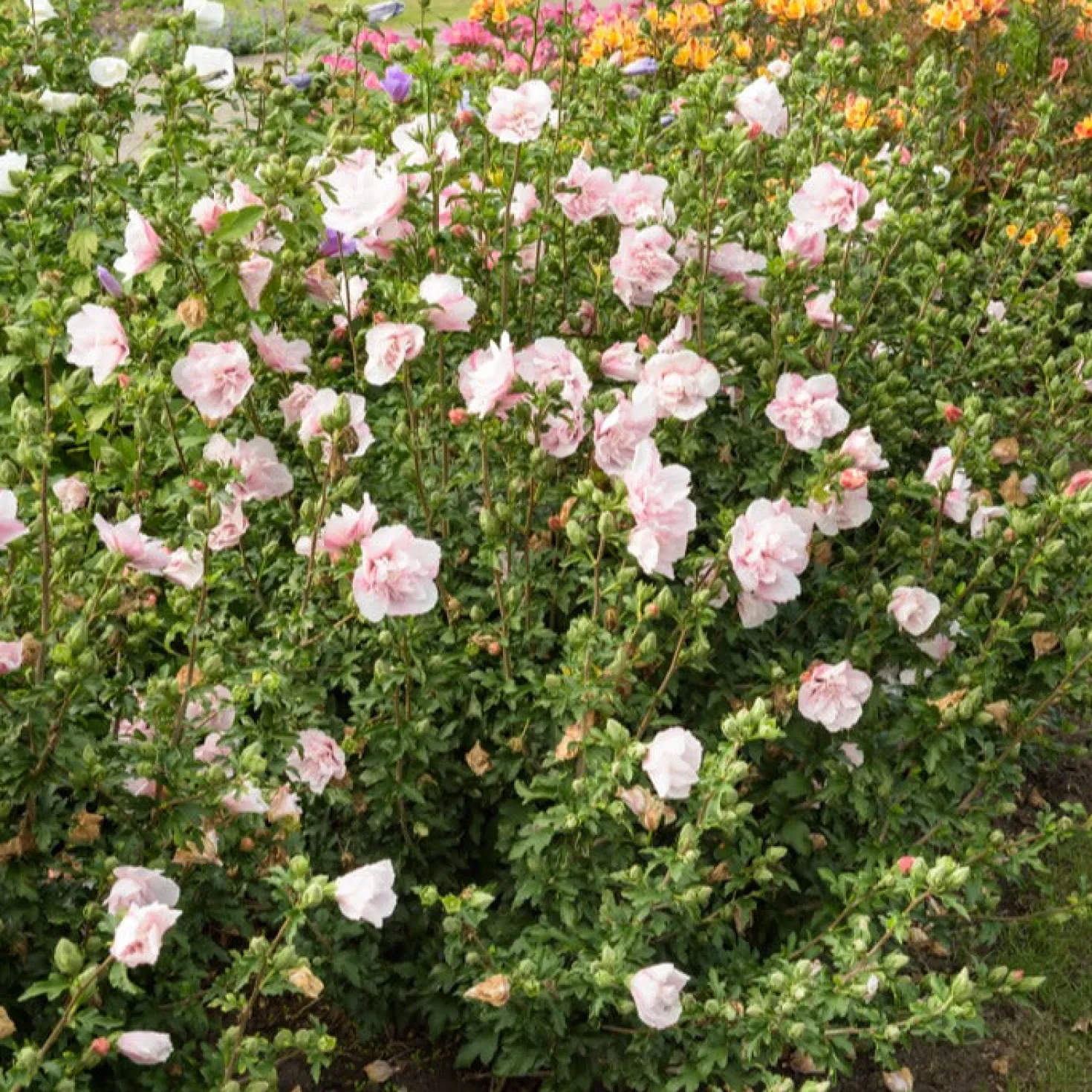 Garteneibisch ‘Pink Chiffon’ - Rosa Blüten den ganzen Sommer
