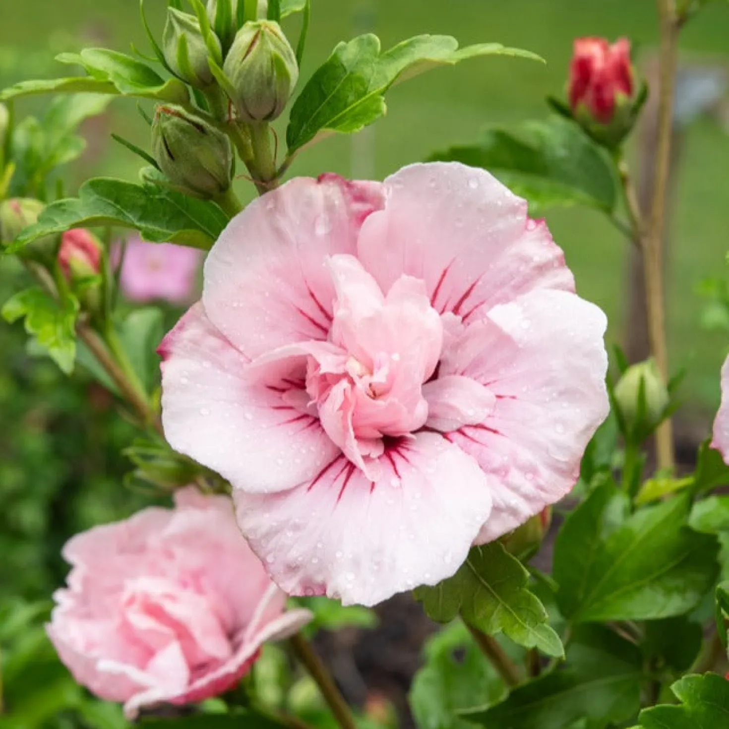 Garteneibisch ‘Pink Chiffon’ - Rosa Blüten den ganzen Sommer