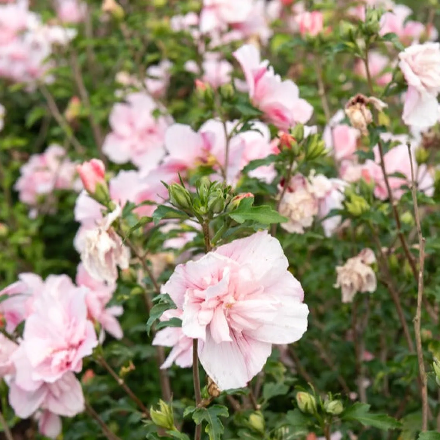 Garteneibisch ‘Pink Chiffon’ - Rosa Blüten den ganzen Sommer