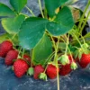 Gartenerdbeere Anaïs - Süße Ernte den ganzen Sommer