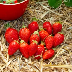Gartenerdbeere Ciflorette - Süße Ernte ganz einfach