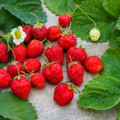 Gartenerdbeere Gento Nova - Ernte den ganzen Sommer