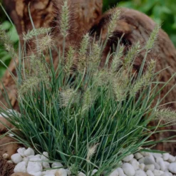 Garten-Federborstengras Little Honey - Goldgelb statt langweilig grün