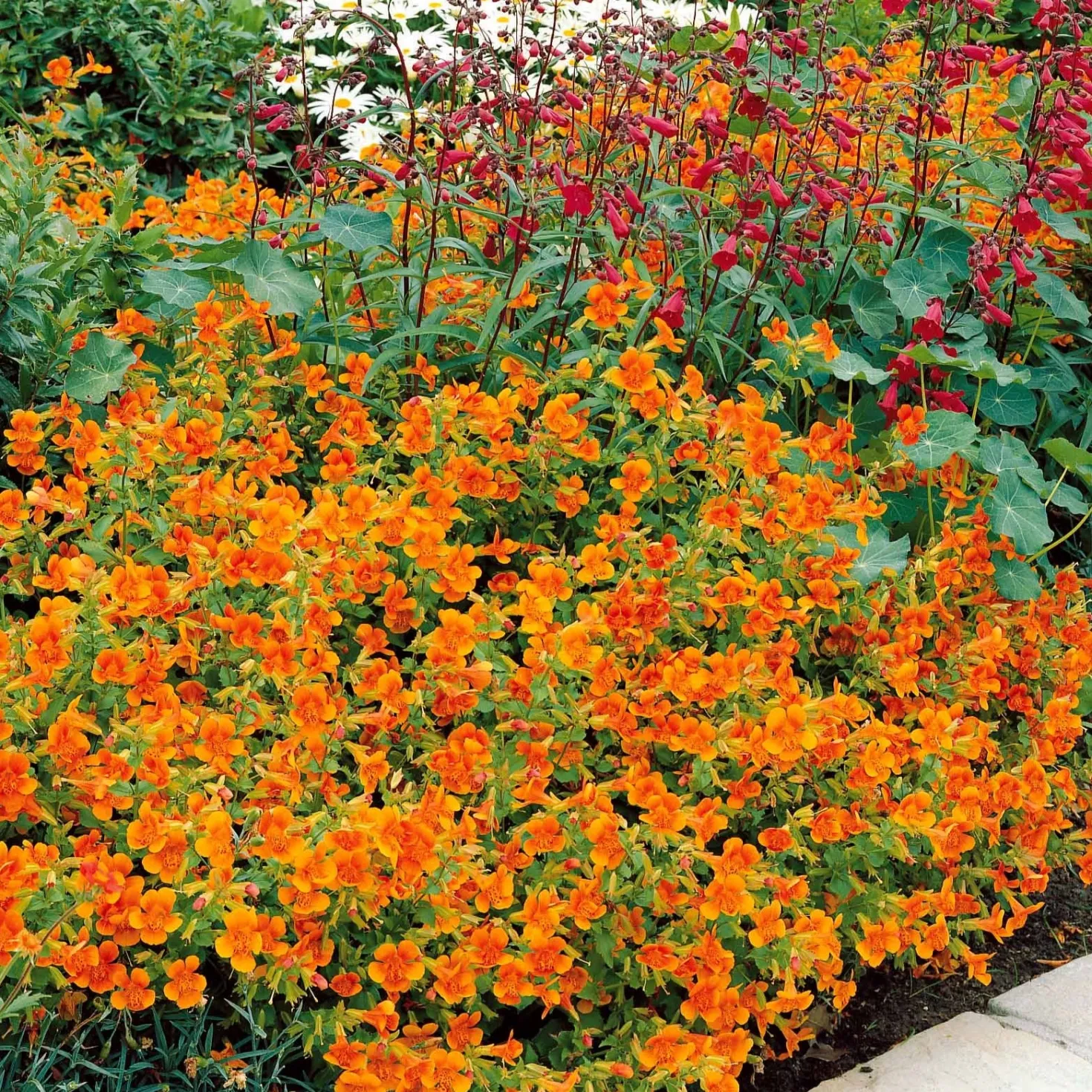 Garten-Gauklerblume (x5) - Leuchtend Orange den Sommer lang