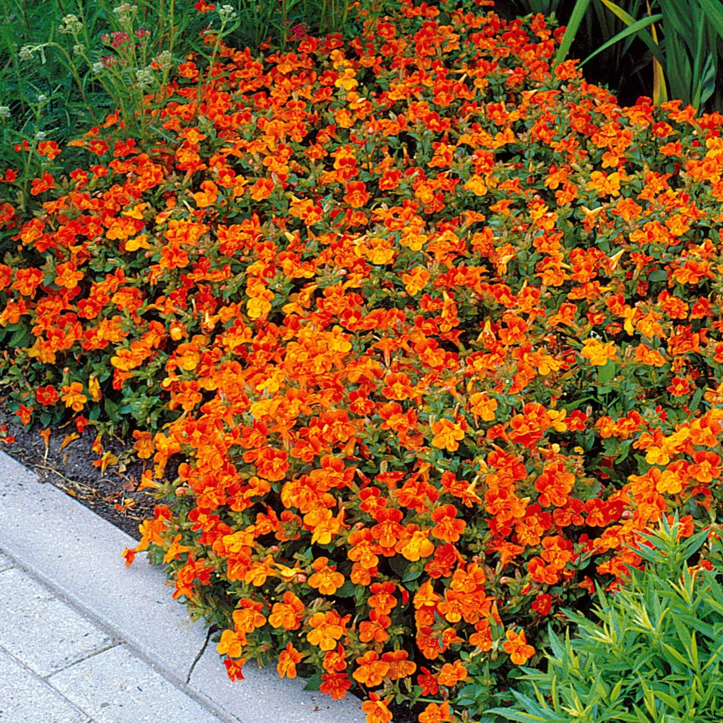Garten-Gauklerblume (x5) - Leuchtend Orange den Sommer lang