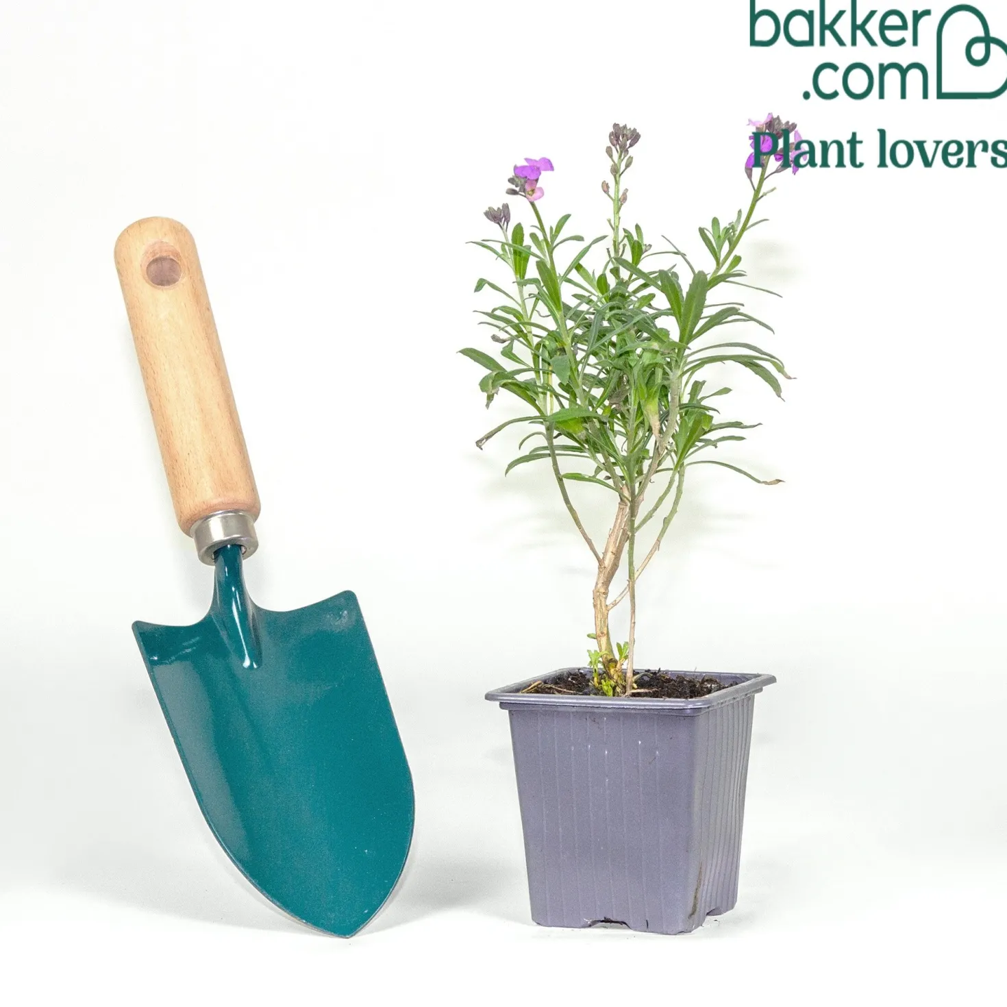 Garten-Goldlack Lavender - Duftende Blüten den ganzen Frühling