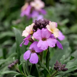 Garten-Goldlack Lavender - Duftende Blüten den ganzen Frühling
