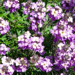 Garten-Goldlack Lavender - Duftende Blüten den ganzen Frühling