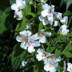 Gartenjasmin 'Belle Etoile' - Ein Duft wie im Sommertraum