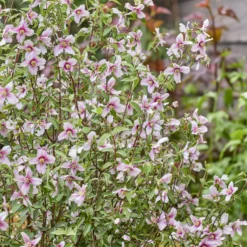 Gartenjasmin Petite Perfume® Pink - Duft im Kleinformat