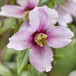 Gartenjasmin Petite Perfume® Pink - Duft im Kleinformat