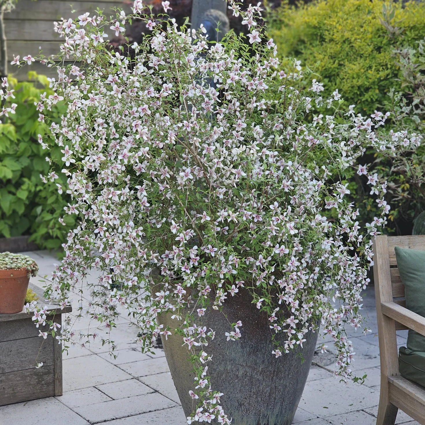 Gartenjasmin Petite Perfume® Pink - Duft im Kleinformat