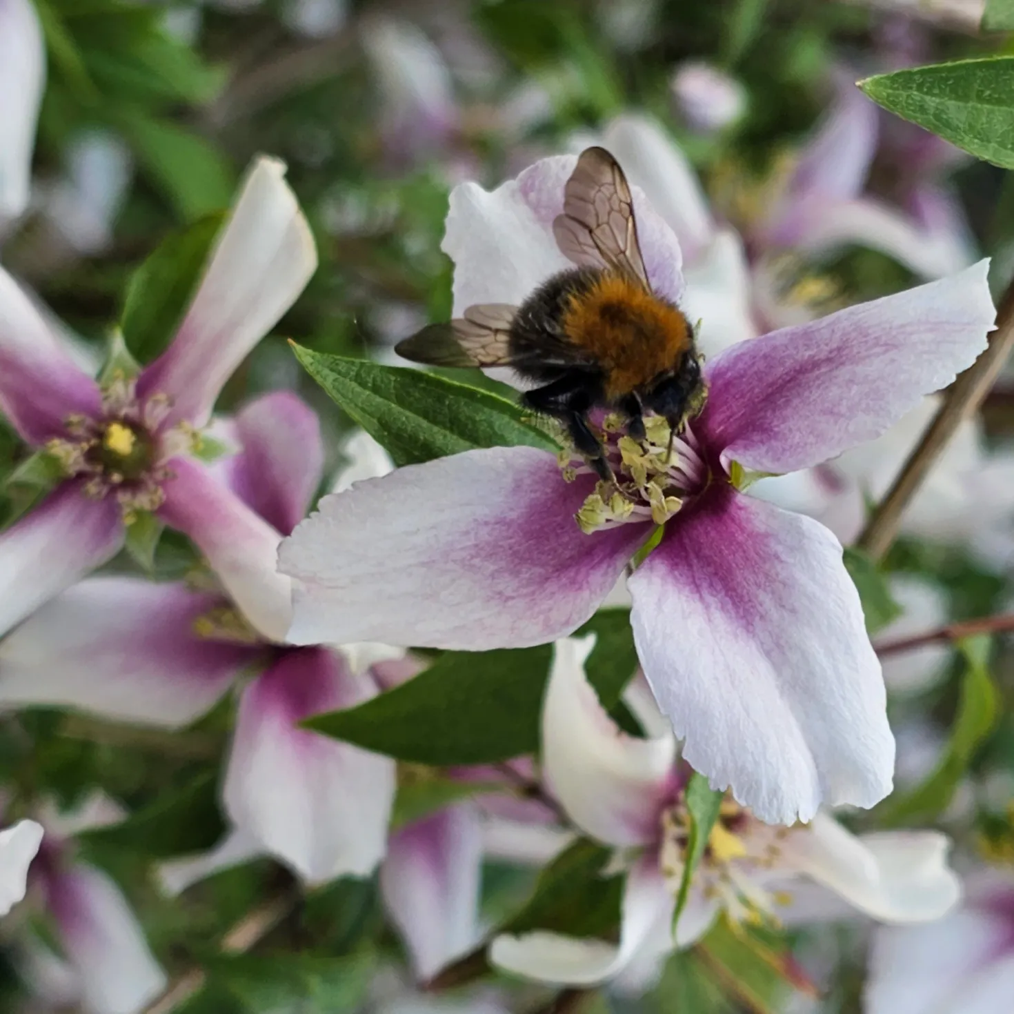 Gartenjasmin Petite Perfume® Pink - Duft im Kleinformat
