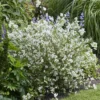 Gartenjasmin Petite Perfume® White - Duft, der den Garten füllt