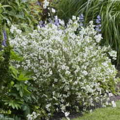 Gartenjasmin Petite Perfume® White - Duft, der den Garten füllt