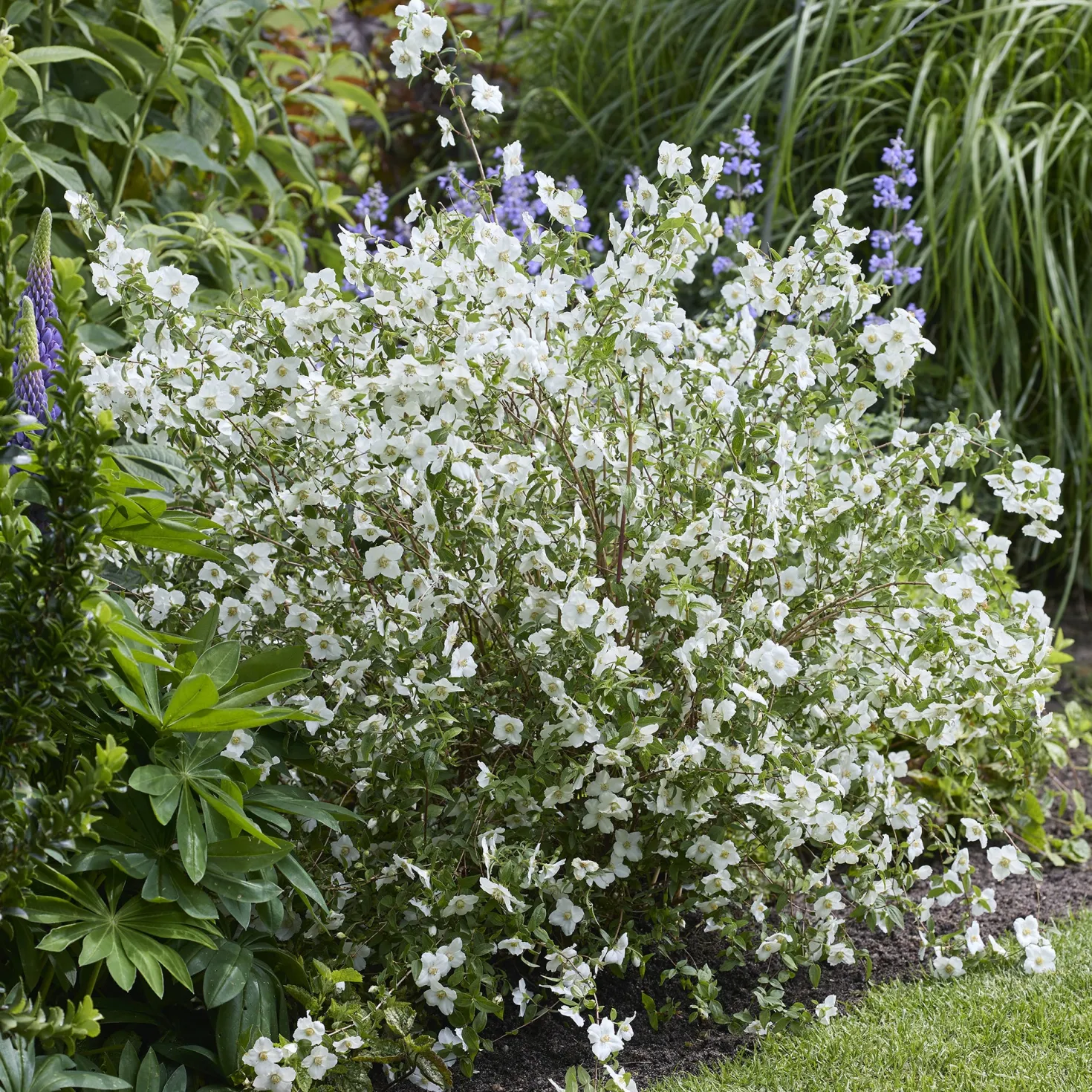 Gartenjasmin Petite Perfume® White - Duft, der den Garten füllt