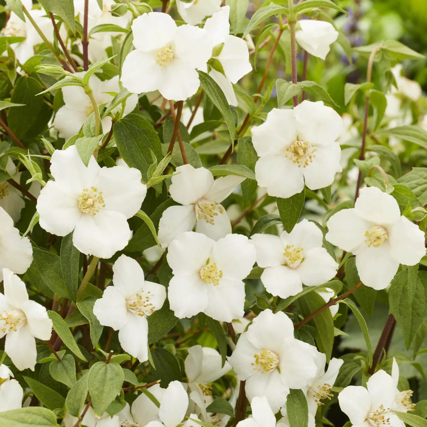 Gartenjasmin Petite Perfume® White - Duft, der den Garten füllt