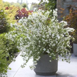 Gartenjasmin Petite Perfume® White - Duft, der den Garten füllt