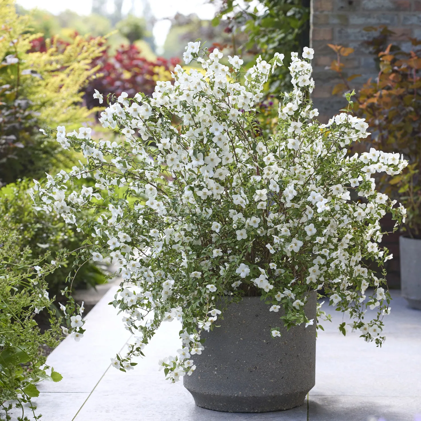 Gartenjasmin Petite Perfume® White - Duft, der den Garten füllt