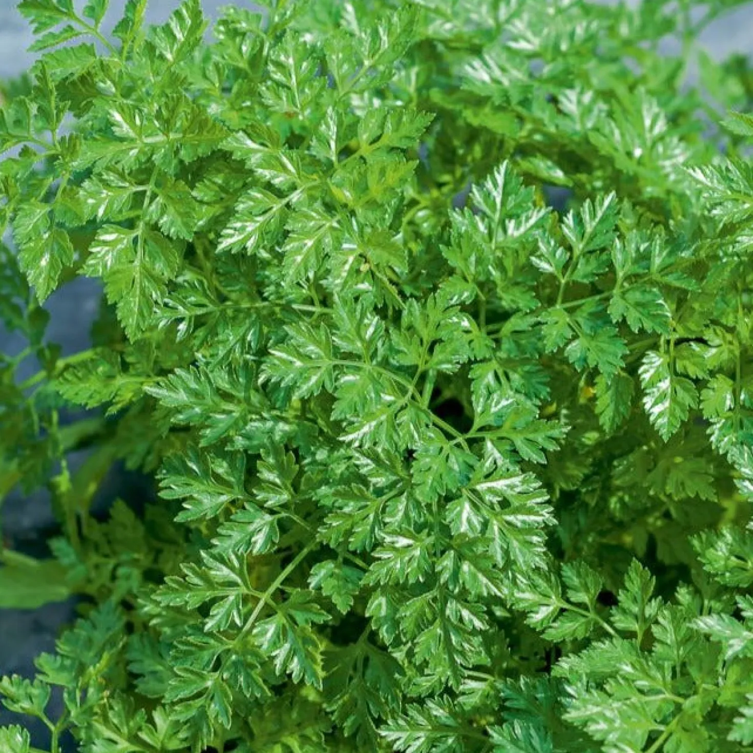Gartenkerbel - Frisch geerntet in 6 Wochen