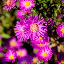 Garten-Kissen-Aster Anneke - Herbstblüte leicht gemacht