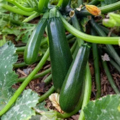 Gartenkürbis Astia F1 - Zucchini ohne Platznot