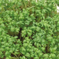 Gartenkresse Bio - In 7 Tagen erntereif