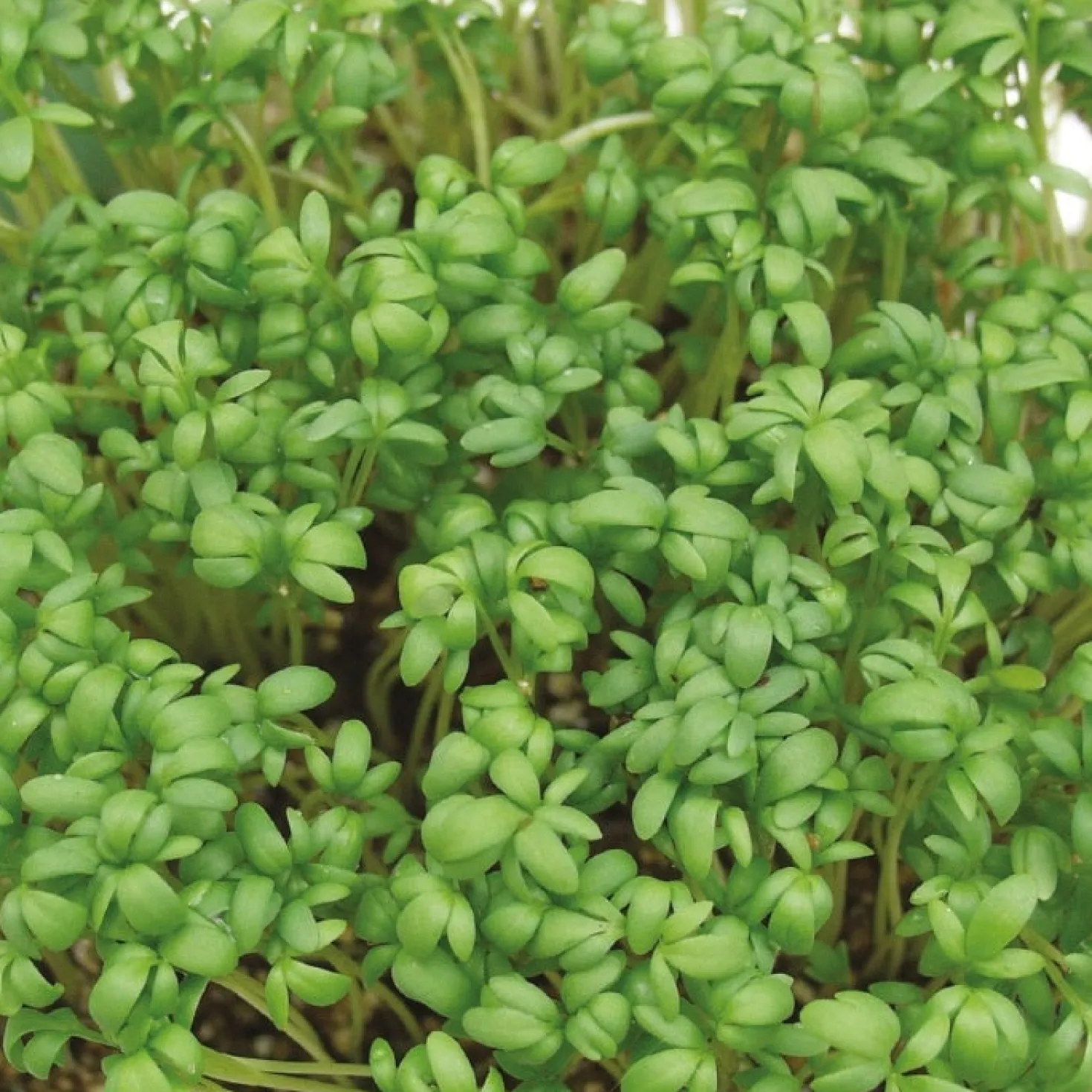 Gartenkresse Bio - In 7 Tagen erntereif