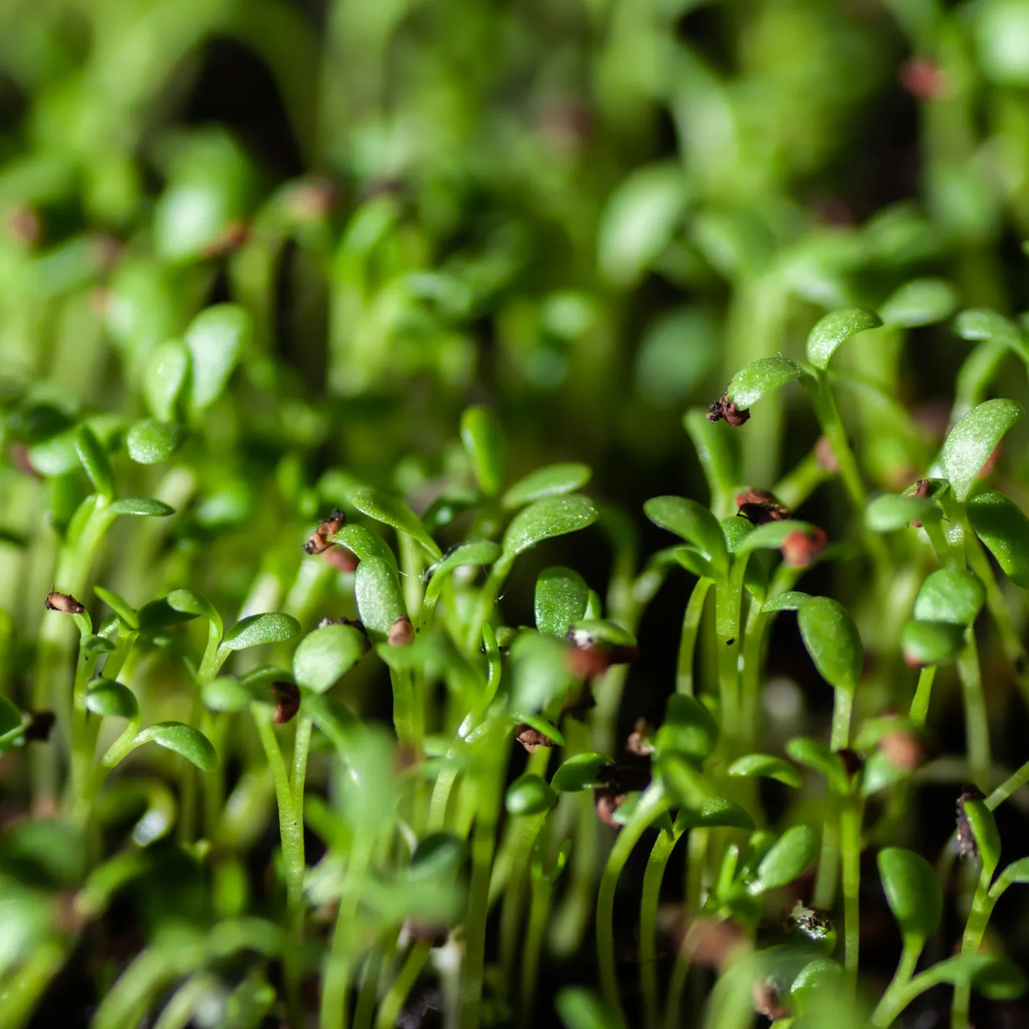 Gartenkresse Bio - In 7 Tagen erntereif